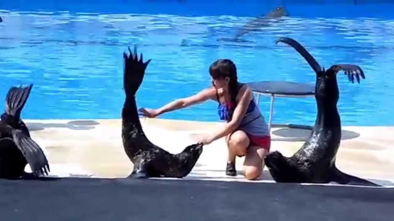 стоимость дельфинария в севастополе 
